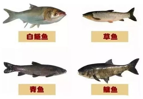 淡水魚混養技術全攻略 掌握這些技巧，來年收益翻倍